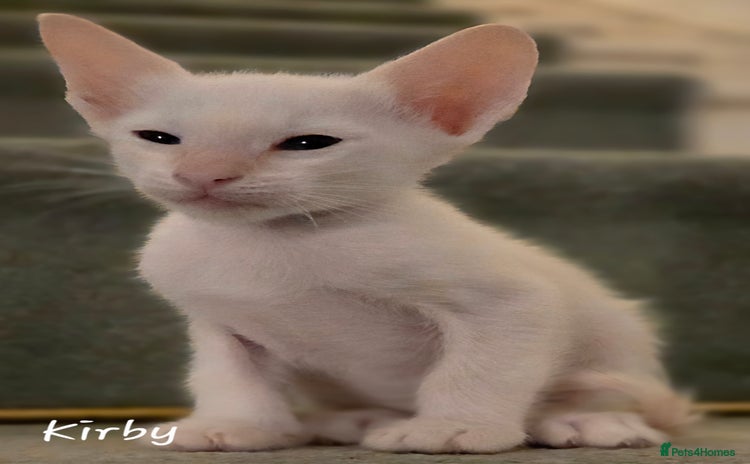 Siamese cats - Advert 1