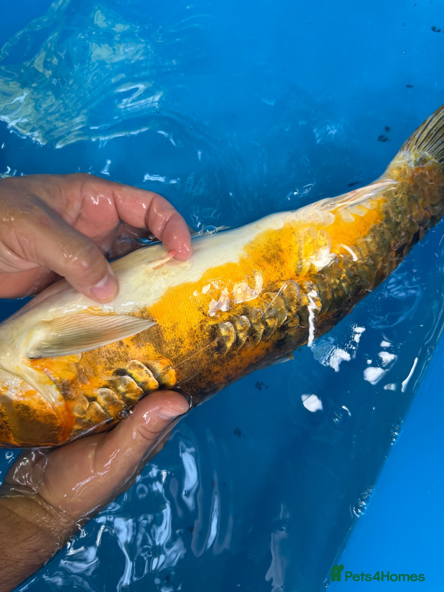 Koi Carp fish 4 Year Old Male Metallic Koi - Advert 2