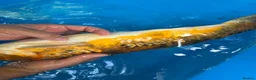 Koi Carp fish for sale: 4 Year Old Male Metallic Koi in Pontypool - Advert 2