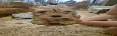 Yorkshire Terrier 1