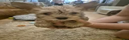 Yorkshire Terrier dogs for sale: Yorkshire Terrier 3 BEAUTIFUL GIRLS AVAILABLE 🐾💗 - Advert 3
