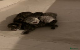 British Shorthair cats for sale: Beautiful British Shorthair Tabby Kittens  - Image 7