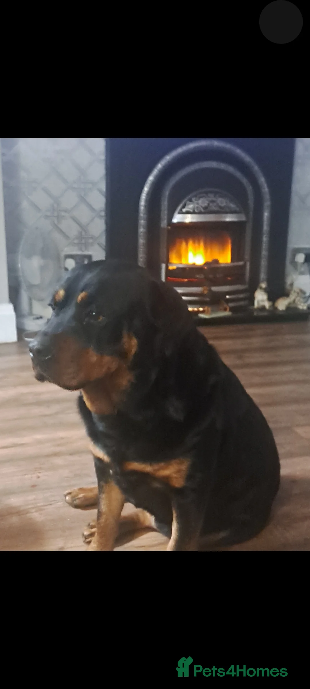 Rottweiler dogs for sale: Kc rottweiler bitch - Advert 4