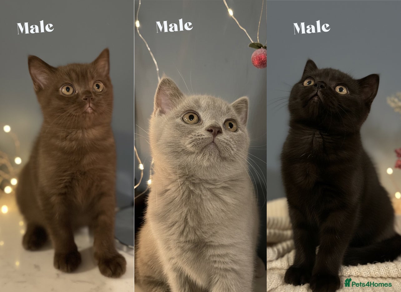 British Shorthair cats Gorgeous BSH Kittens – Cinnamon, Lilac & Black 🐾 - Advert 7