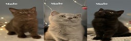 British Shorthair cats for sale: Gorgeous BSH Kittens – Cinnamon, Lilac & Black 🐾 - Advert 2