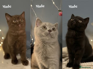 British Shorthair cats Gorgeous BSH Kittens – Cinnamon, Lilac & Black 🐾 - Advert 4