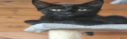 Bengal cats for sale: Half Bengal cross  Kittens - Advert 17