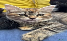 Mixed Breed cats for sale: Beautiful kittens!!!!! READY NOW!!! - Image 40