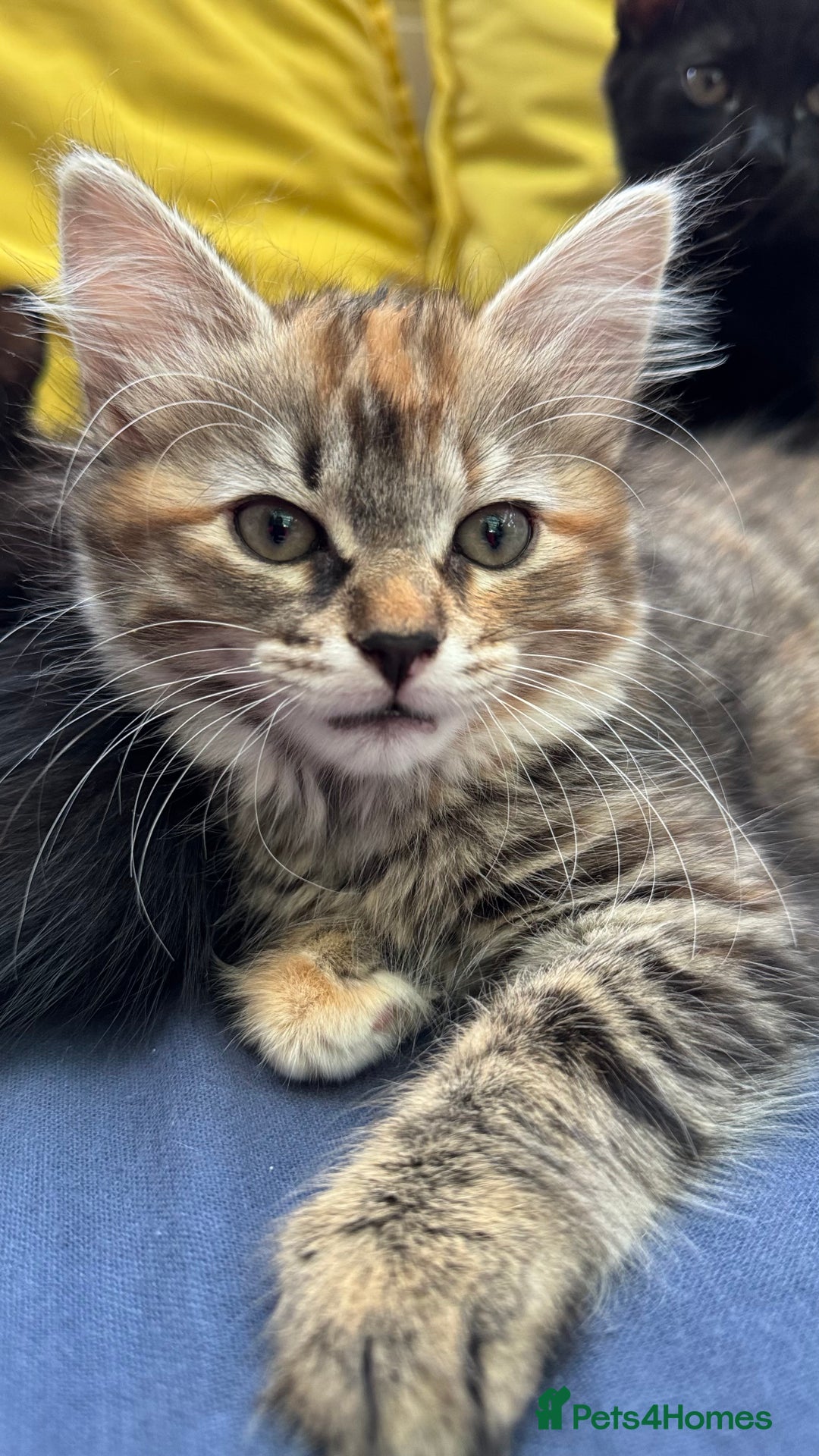 Mixed Breed cats for sale: Beautiful kittens!!!!! READY NOW!!! - Image 40