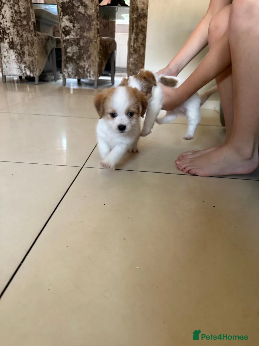 Mixed Breed dogs for sale: JACKTZU PUPS FOR SALE £450 - Advert 5