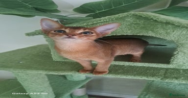 Abyssinian cats - Advert 5