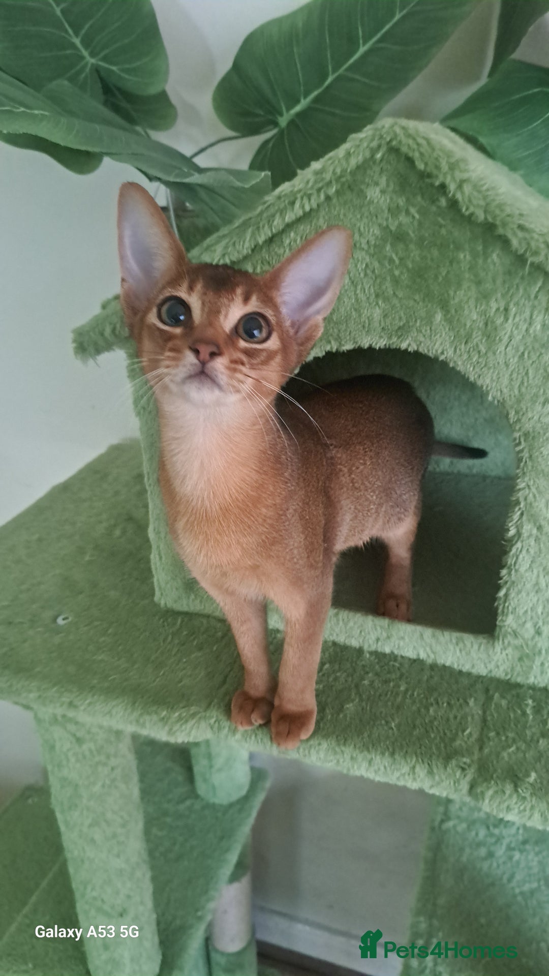 Abyssinian cats for sale: 5✨TICA Beautiful Abyssinian Kittens - Image 3