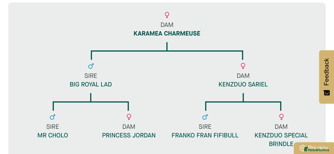 French Bulldog dogs for sale: French Bulldog Puppies - Advert 26