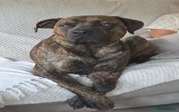 Presa Canario dogs for sale: Gorgeous pressa canario  - Advert 1