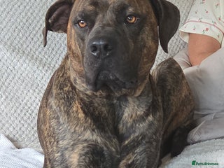 Presa Canario dogs Gorgeous pressa canario - Advert 3