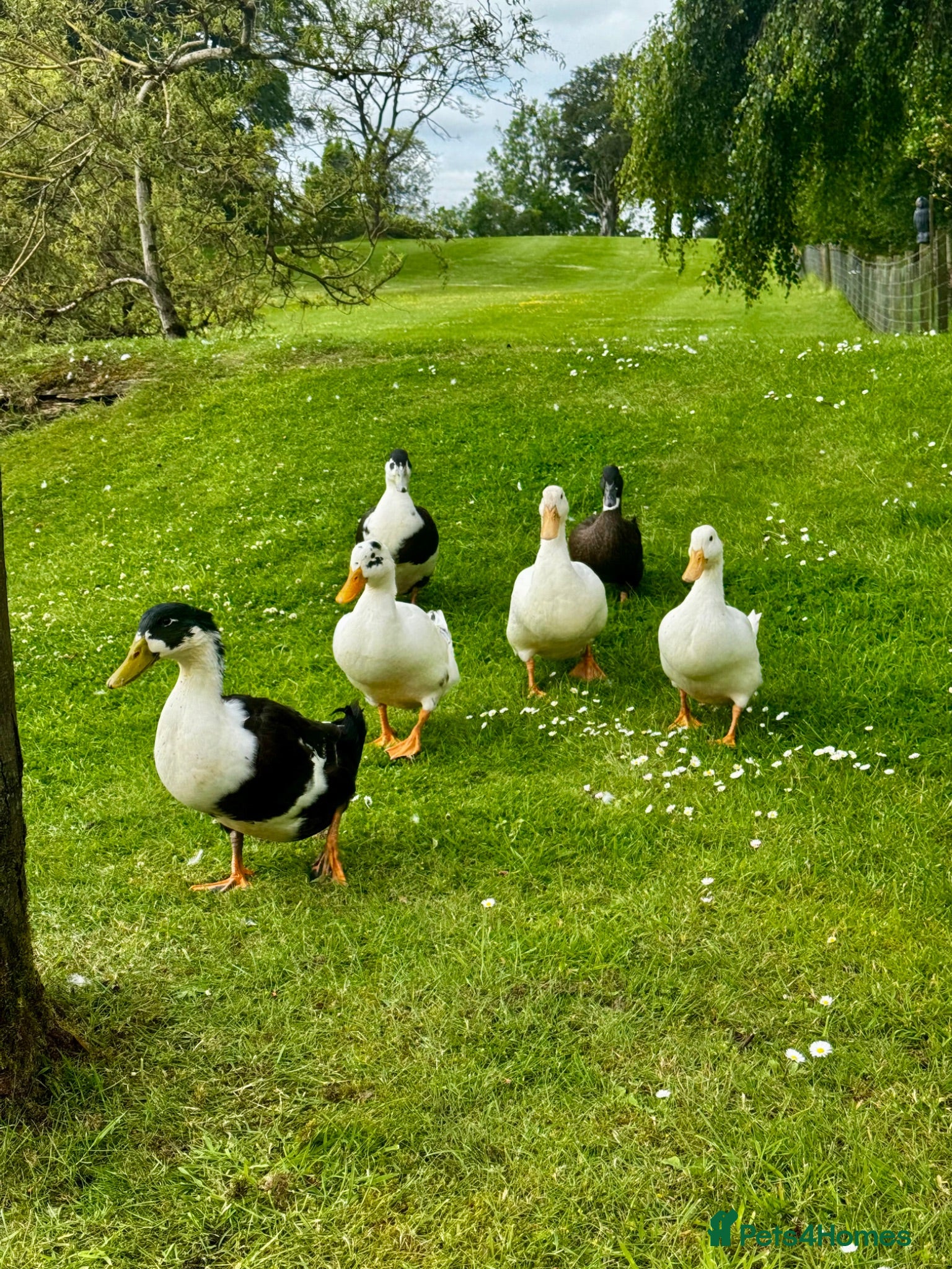 Ducks poultry Ducks  - Advert 2