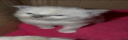 Ragdoll cats for sale: Pure ragdoll kittens  in Bristol - Advert 13