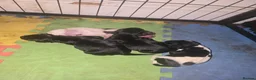 Cocker Spaniel dogs for sale: Cocker spaniel puppies*** - Advert 13