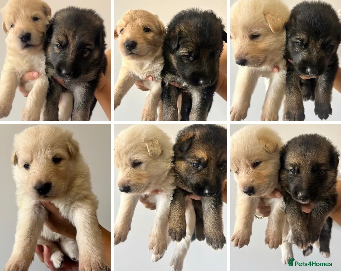 German Shepherd dogs German Shepherd Puppies, straight backed.  - Advert 17