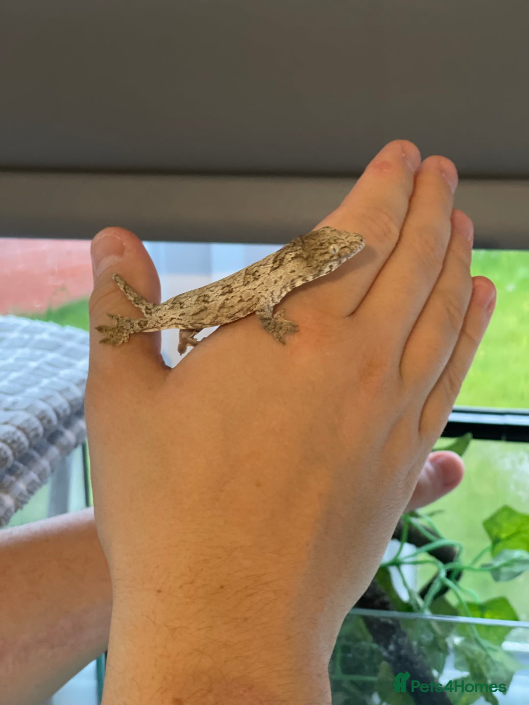 Gecko reptiles for sale: Caledonian giant gecko - Advert 3