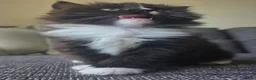 Mixed Breed cats for sale: Adorable long haired girls looking for 5* homes - Advert 14