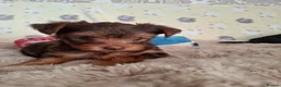 Yorkshire Terrier dogs for sale: Charming Yorkshire Terrier Puppies - Advert 13