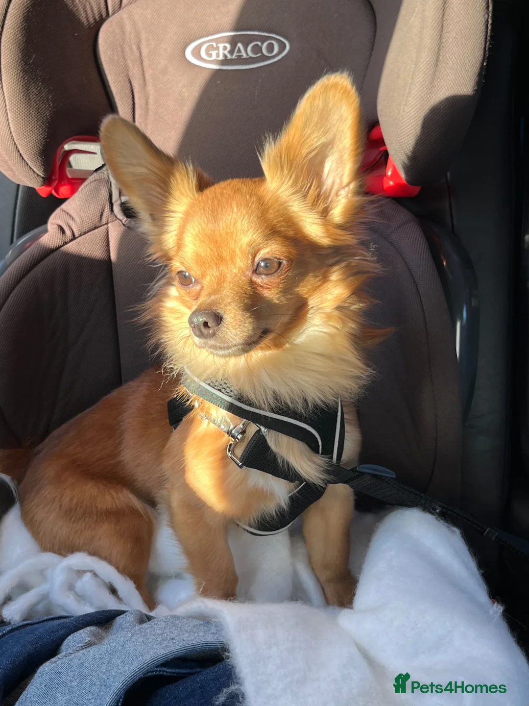 Mixed Breed dogs for sale: Ziggy - Chihuahua cross - Advert 1