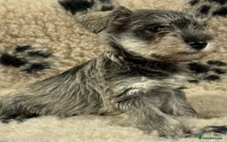 Miniature Schnauzer dogs for sale: Miniature schnauzers pups - Image 8
