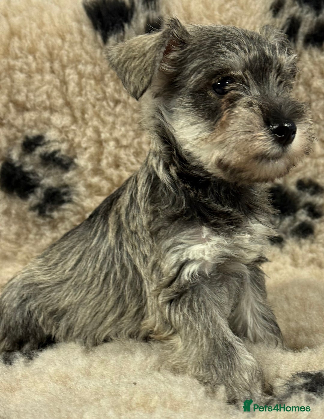 Miniature Schnauzer dogs for sale: Miniature schnauzers pups - Image 8