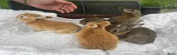 Mixed Breed rabbits for sale: 5 beautiful French lop x mini lops  - Advert 9