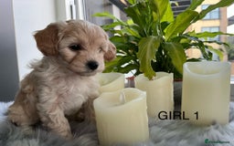 Maltipoo dogs for sale: F1 Beautiful Maltipool Puppies - Advert 12