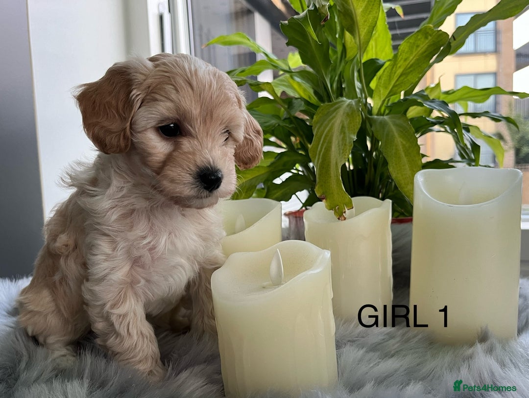 Maltipoo dogs for sale: F1 Beautiful Maltipool Puppies - Advert 12