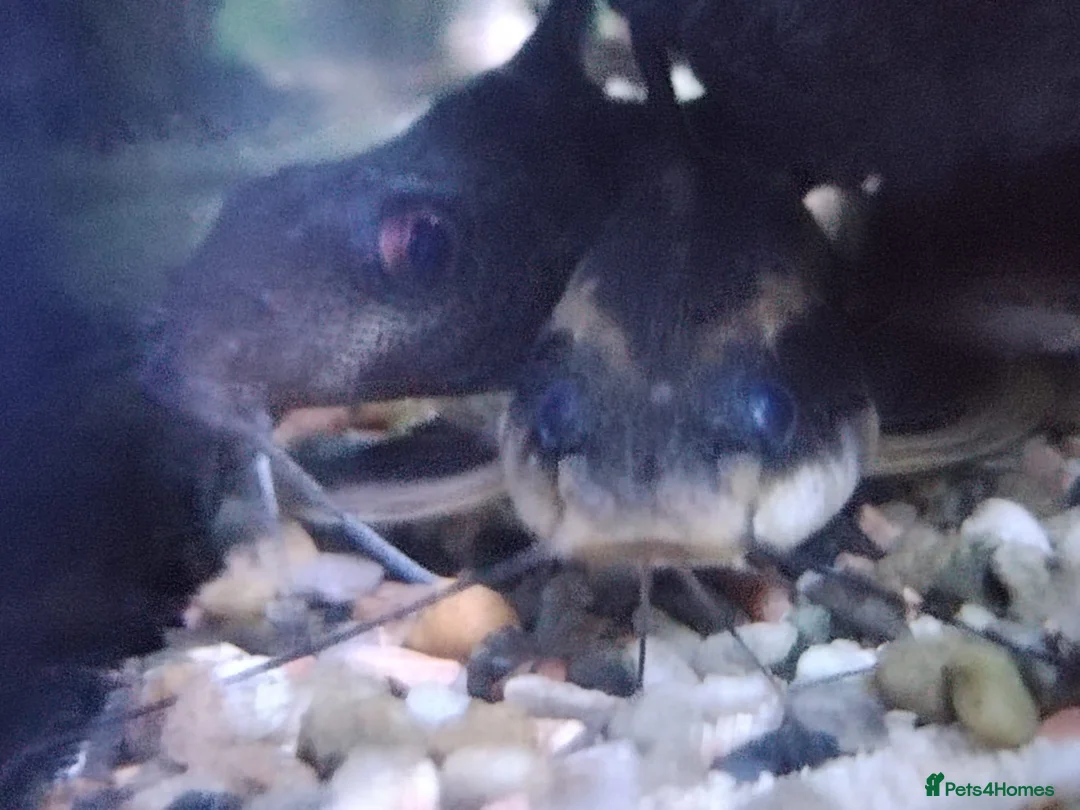 Catfish fish for sale: Talking catfiah in Horley - Advert 1