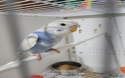 Budgerigars birds for sale: Young budgies  - Image 4