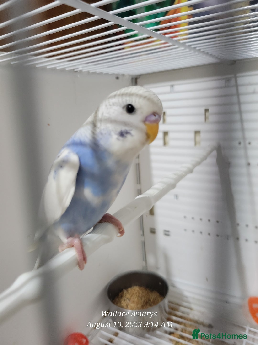 Budgerigars birds for sale: Young budgies  - Image 4