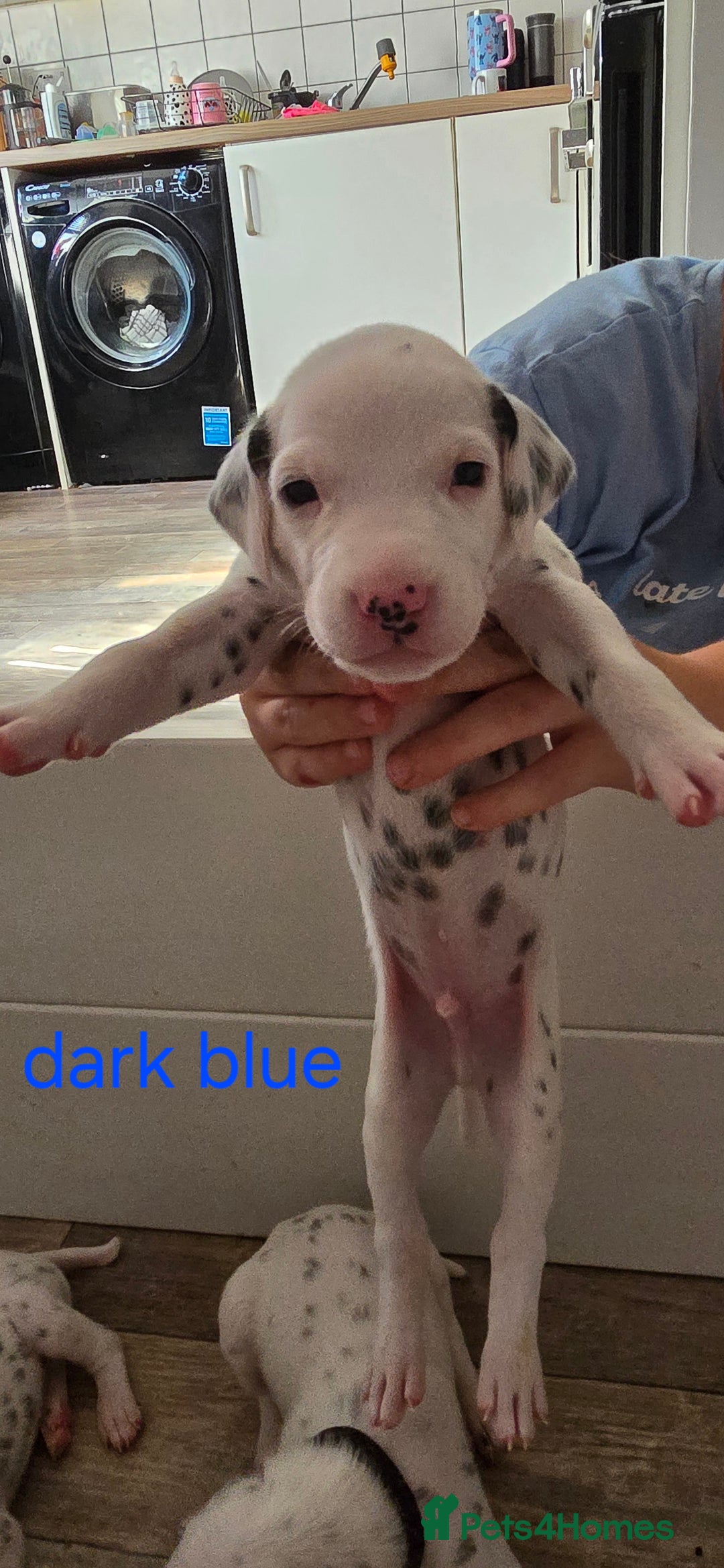 Dalmatian dogs for sale: Ready to leave 17th august in Banbury - Image 6