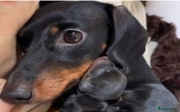 Dachshund dogs for sale: ✨Beautiful Miniature Dachshund ✨ - Image 5