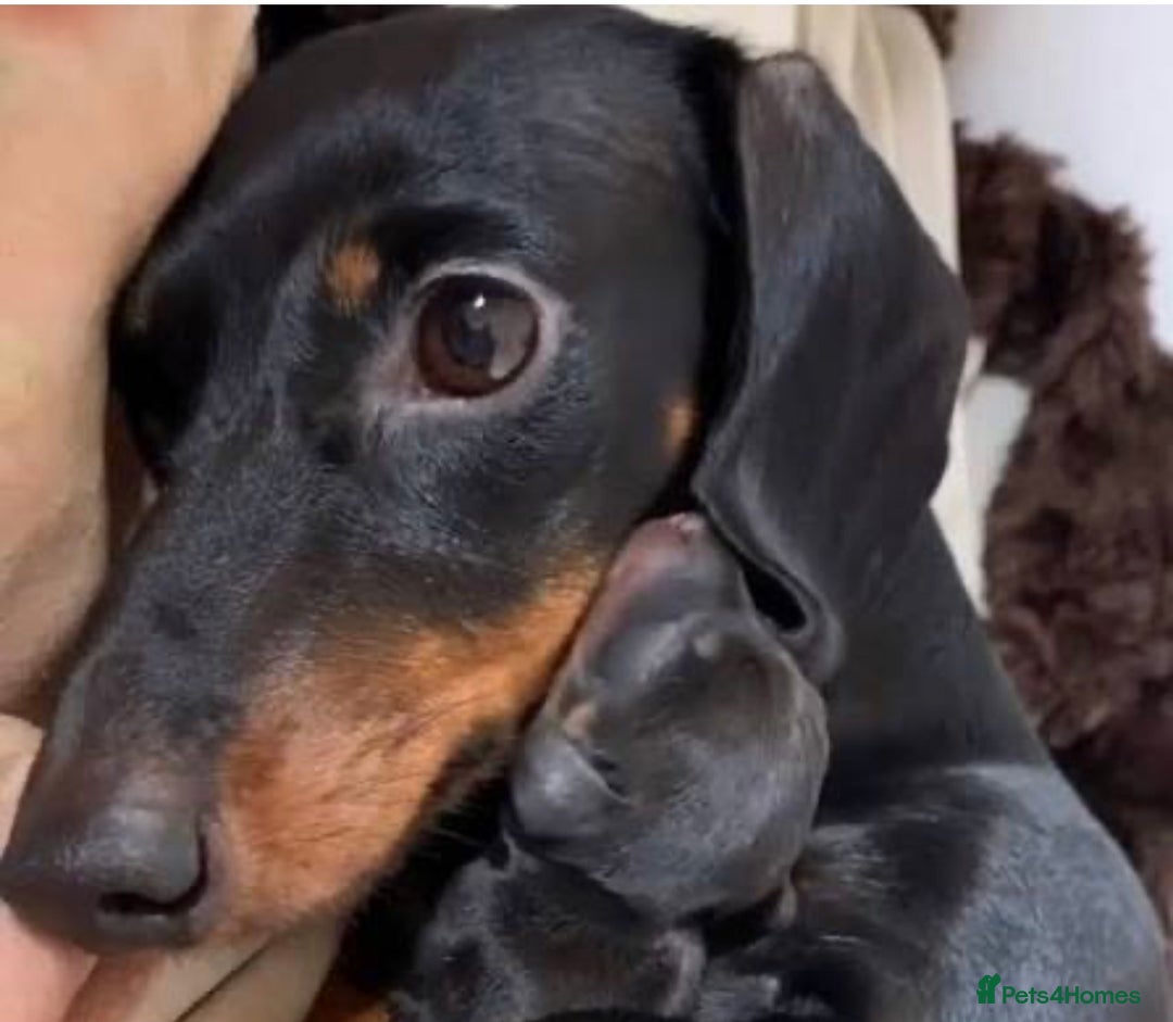 Dachshund dogs for sale: ✨Beautiful Miniature Dachshund ✨ - Image 5