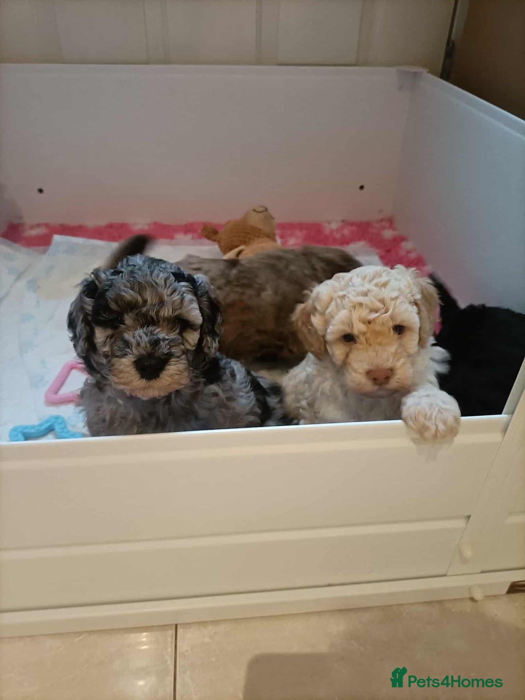 Cockapoo dogs for sale: Stunning health tested F1b cockerpoo puppies - Advert 11