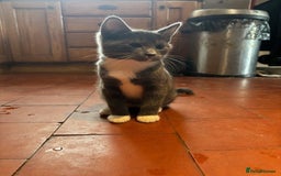 Domestic Shorthair cats for sale: 4 kittens, ready to go - Image 15