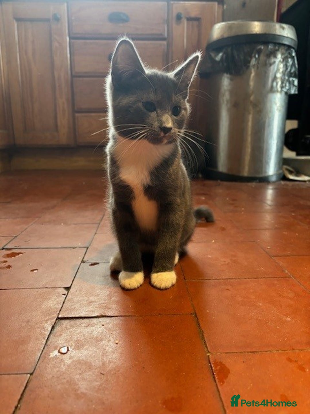 Domestic Shorthair cats for sale: 4 kittens, ready to go - Image 15