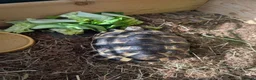 Tortoise reptiles for sale: Greek tortoise with all equipment in Manchester - Advert 4