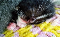 Ragdoll cats for sale: Ragdoll kittens  - Image 16