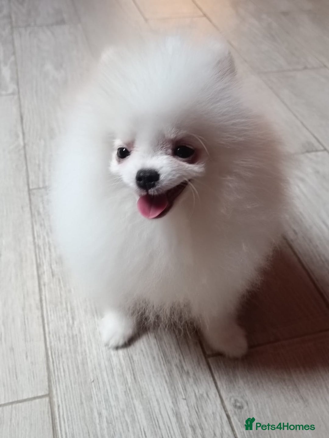 Pomeranian dogs for sale: Handsome Male fluff ball for sale!!🐶🐾 - Image 3