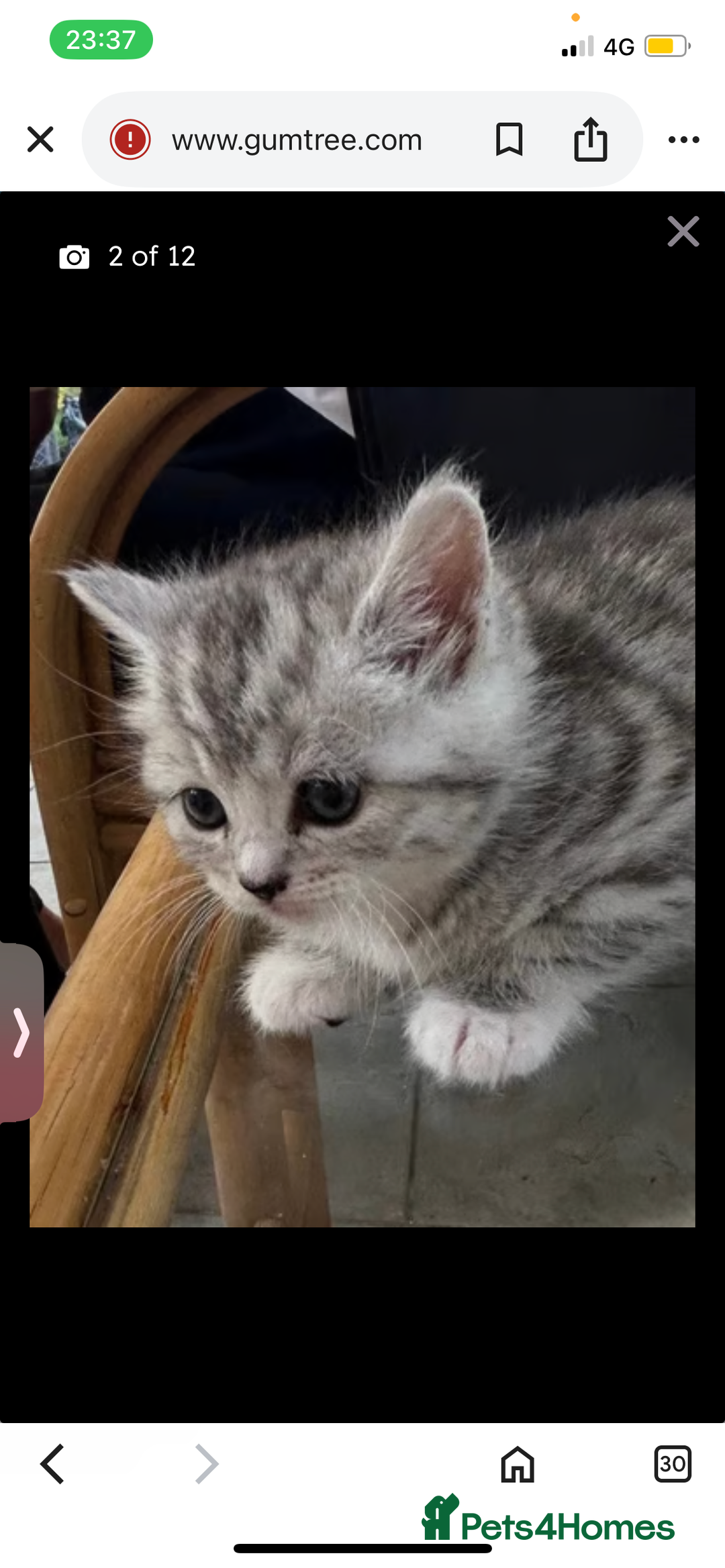 Mixed Breed cats for sale: Exotic mixed breed  - Image 2