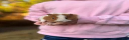 Guinea Pig rodents for sale: 2 Female Guinea Pigs  - Advert 1