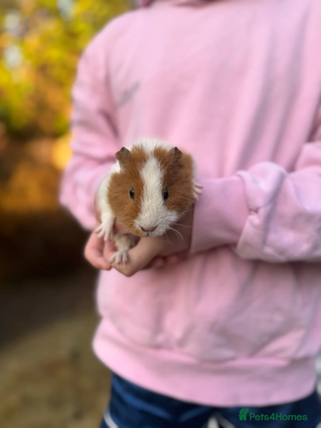 Guinea Pig rodents for sale: 2 Female Guinea Pigs  - Advert 1