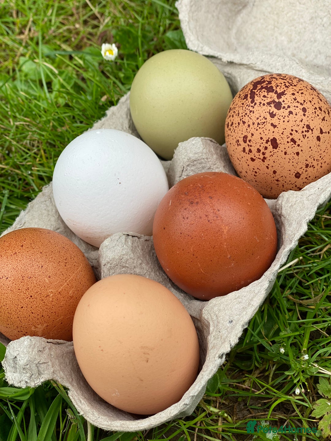 Chickens poultry for sale: Chickens- Mixed Breeds and POL Available! in Nantwich - Image 4