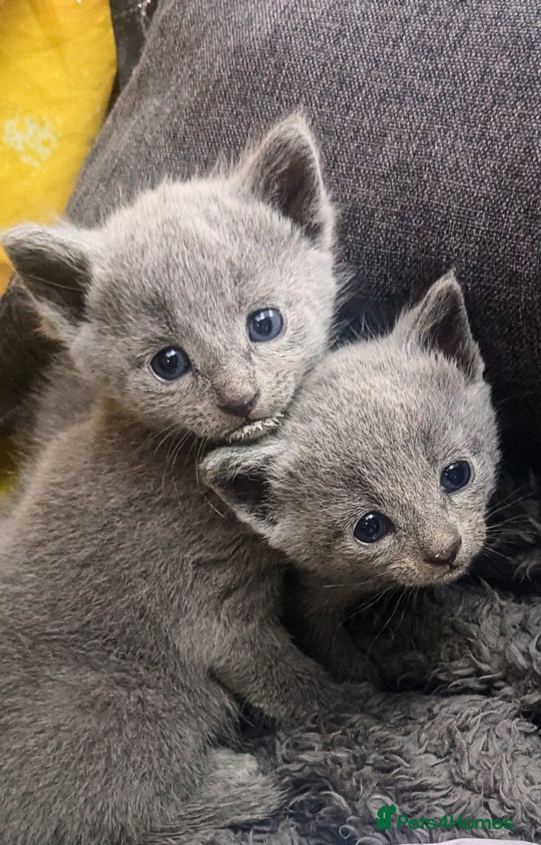 Russian Blue cats for sale: RB kittens Pedigree London  - Image 2
