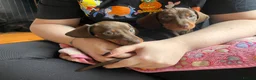 Miniature Dachshund dogs for sale:  🍫 2 Boys Left !! Chocolate & Tan Dachshunds  - Advert 8